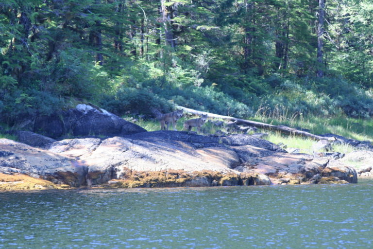A deer standing on a rock next to a body of water.