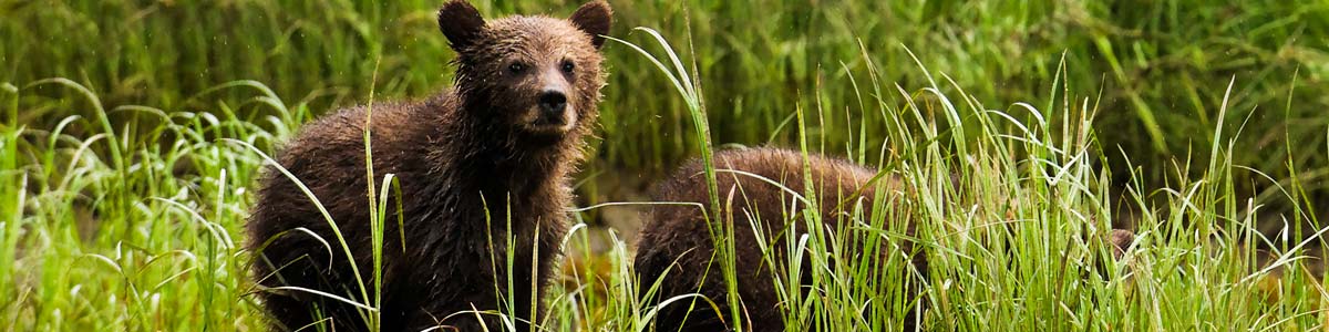 A grizzly turns to look toward the camera in the wet grass