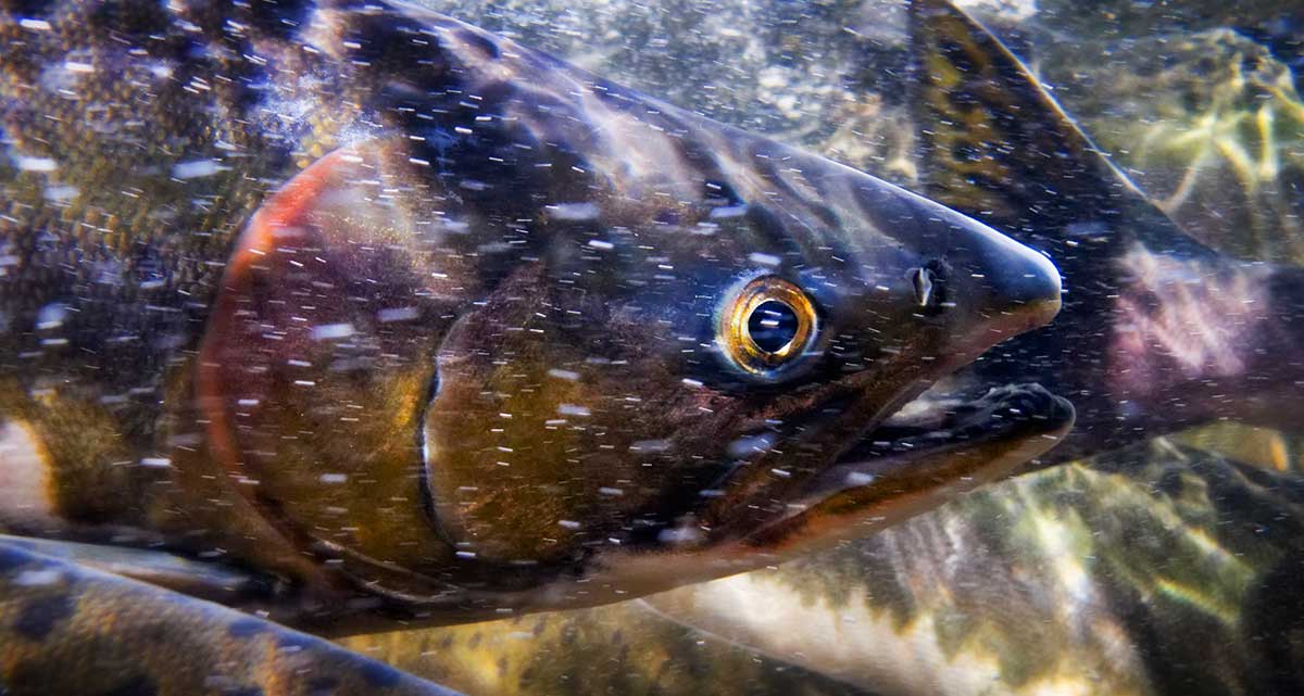 Underwater close up of a salmon head