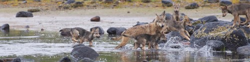 Wolves splash around in an intertidal zone of the Great Bear Rainforest