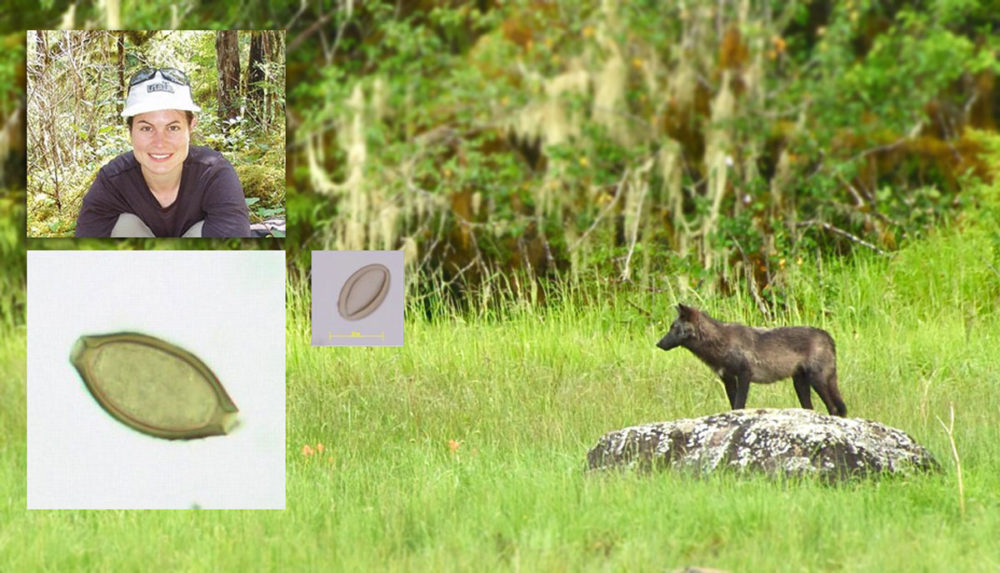 A black wolf stands on the edge of the water.