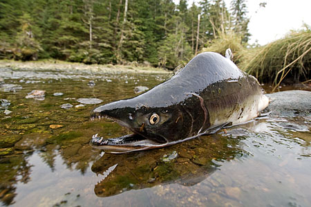Dead animal in spawning stream