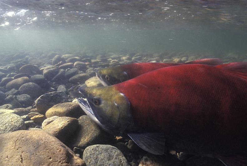 Underwater photo of a sockeye salmon