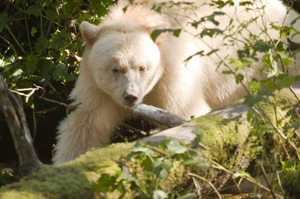 A white bear walking through the woods.