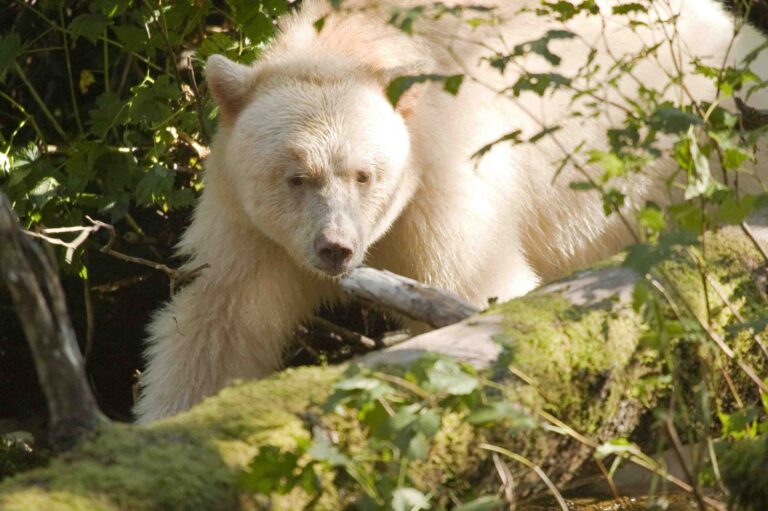 A white bear walking through the woods.