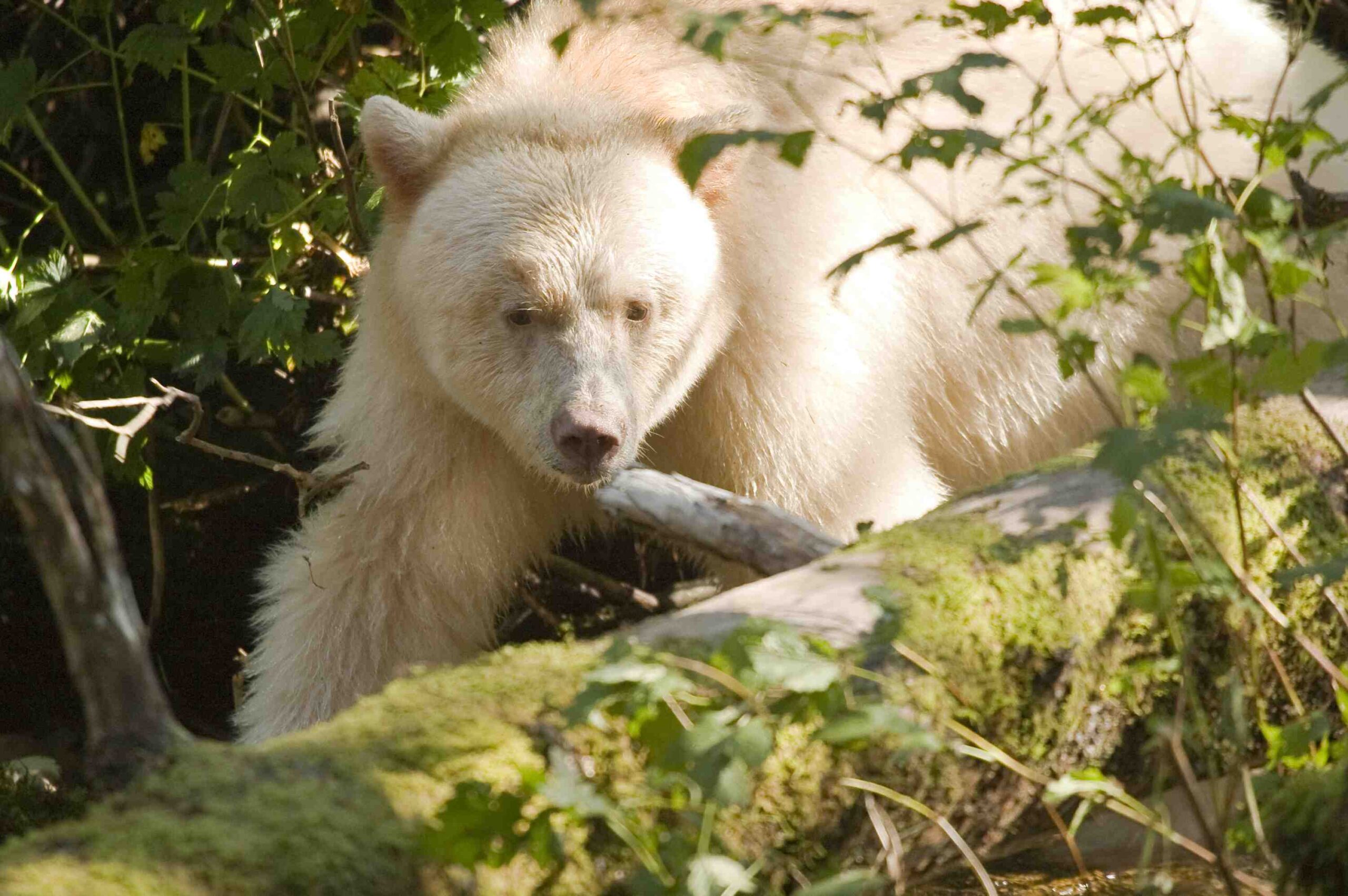 A white bear walking through the woods.