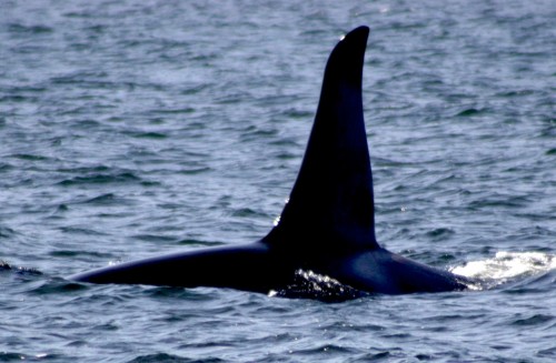 An orca whale is swimming in the ocean.