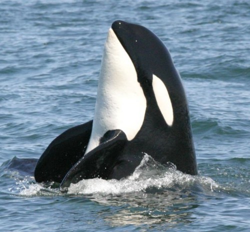 A killer whale spy hopping