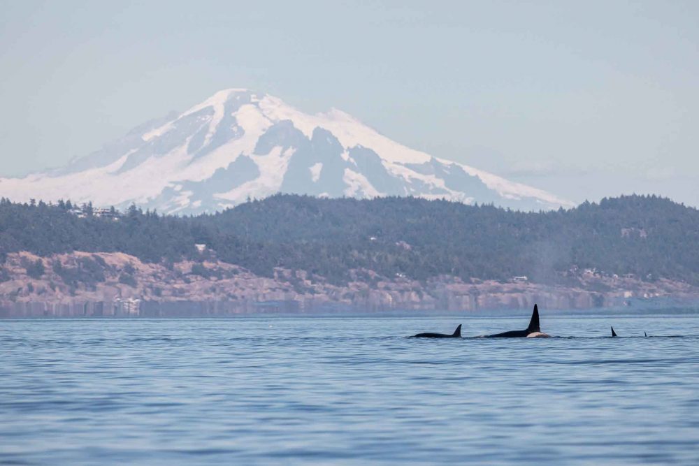 Three transient killer whales, visible by their dorsal fins, swim through the Salish Sea, The mountains of the Olympic Peninsula visible in the background.