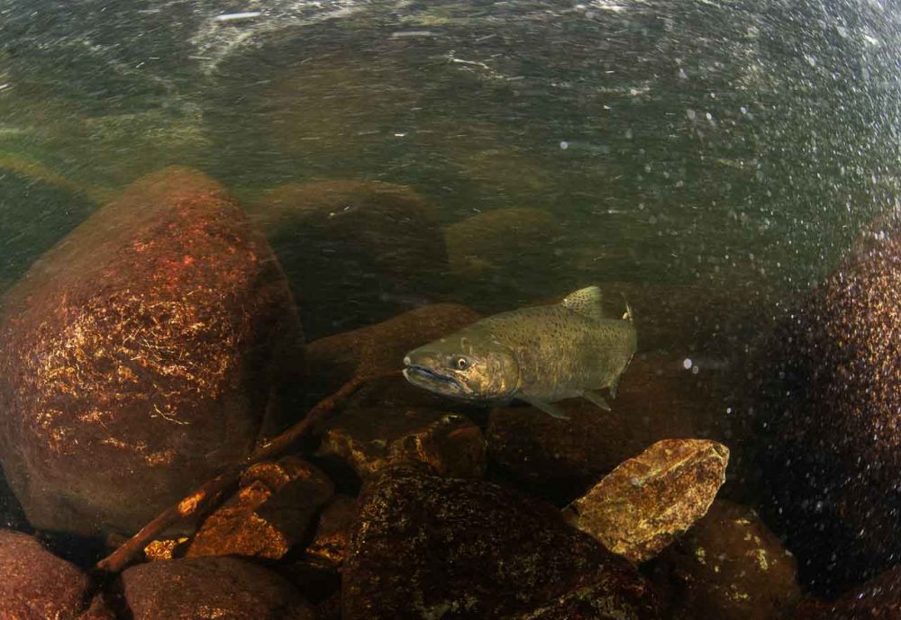 A Salmon swims upstream, we see it between the rocks underwater.