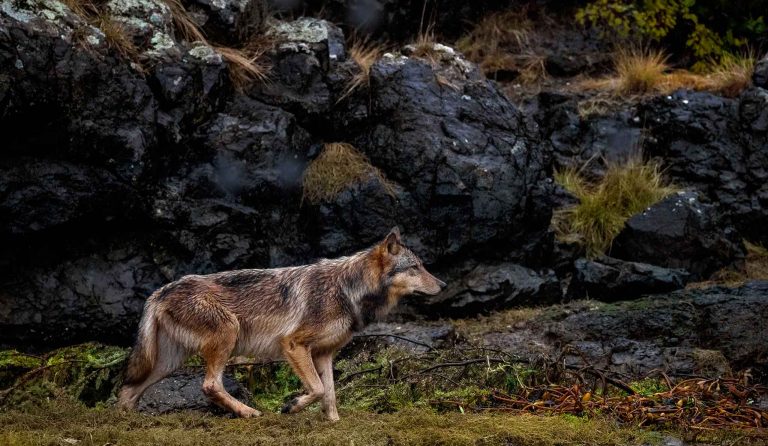 British Columbia’s Rainforest Wolves