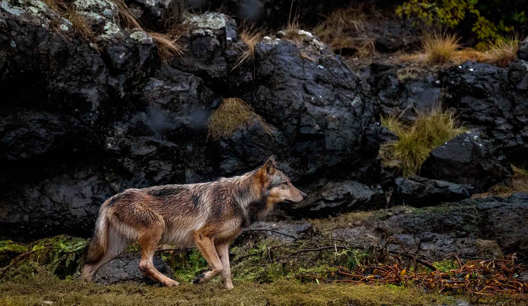 A coastal wolf moves along the coast, rocks are in the background.