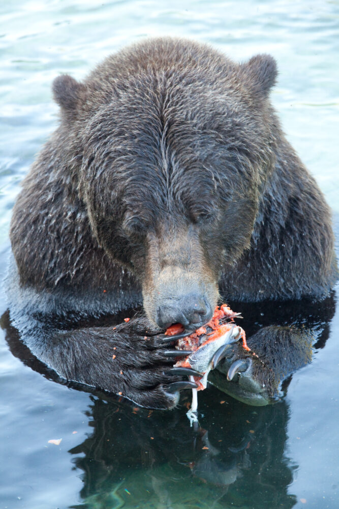 A close up of a grizzly eating a salmon with his paws