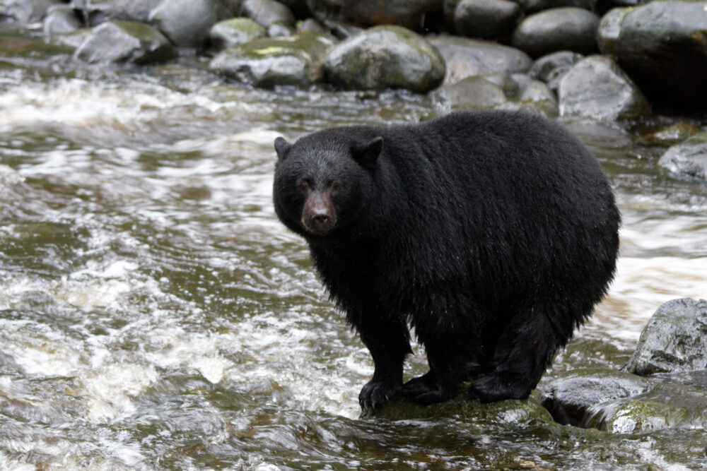 A black bear standing on a rock in a river.