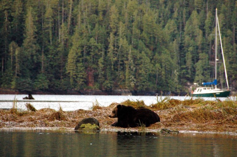 A bear is sitting on the shore of a body of water.