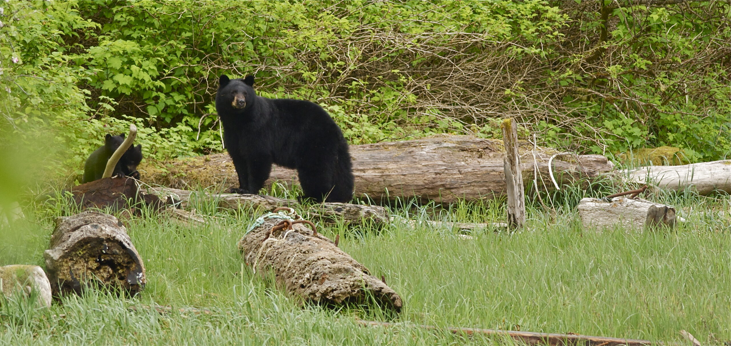 A black bear and a cub standing in a grassy area.