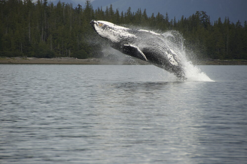 A humpback whale jumping out of the water.