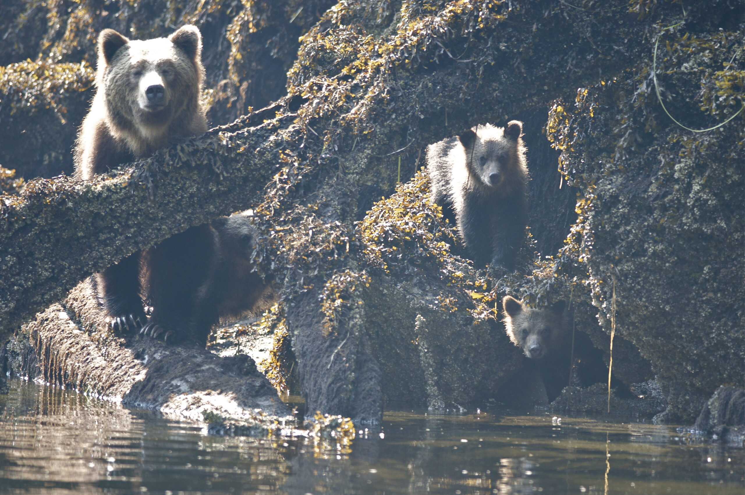 A group of bears in the water.