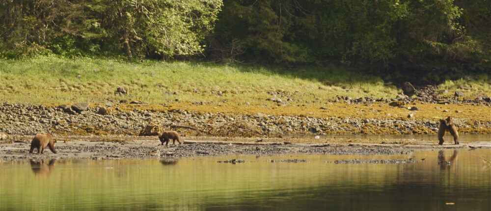 A group of brown bears standing near a body of water.