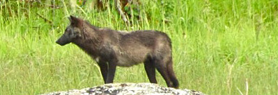 A wolf standing on a rock in the grass.
