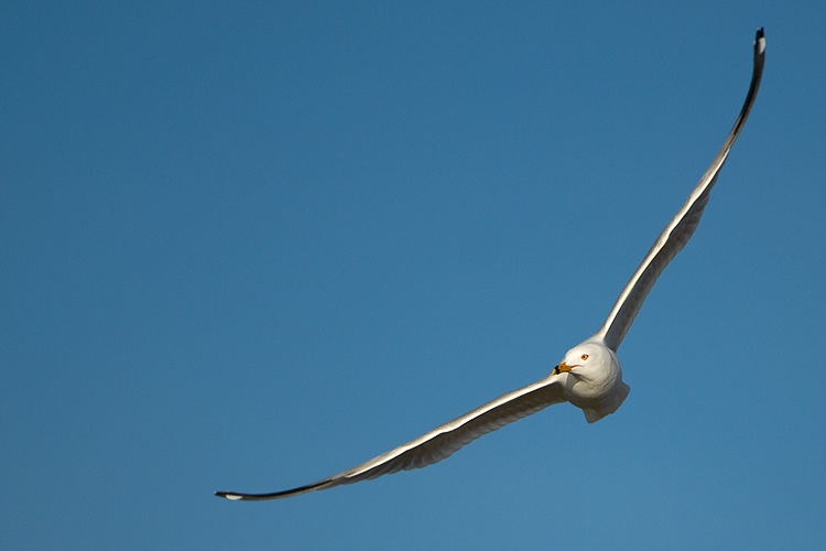 A seagull flying through a clear blue sky.