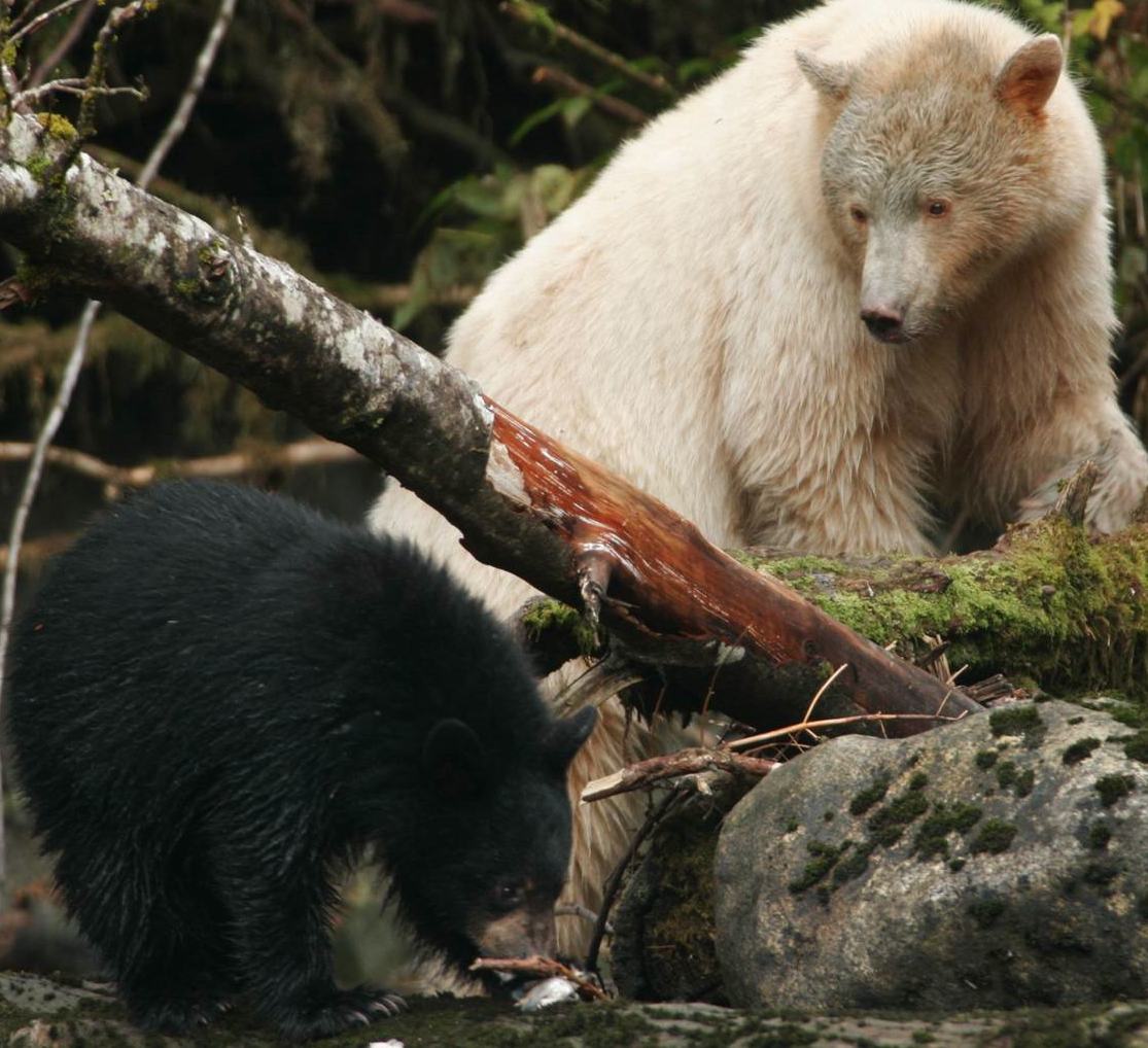 A white bear and a black bear.
