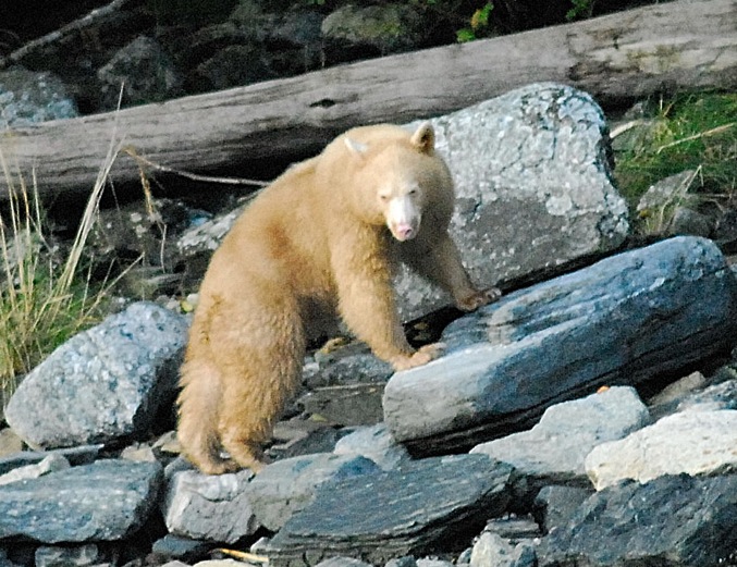 An albino grizzly bear climbs rocks at the shore in the Great Bear Rainforest