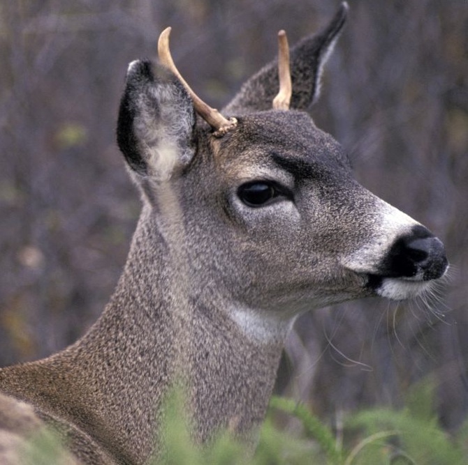 A close up of a deer with horns.