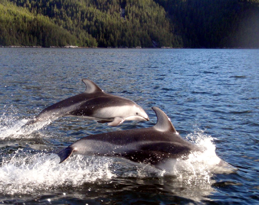 Two dolphins jumping out of the water in front of a forest.