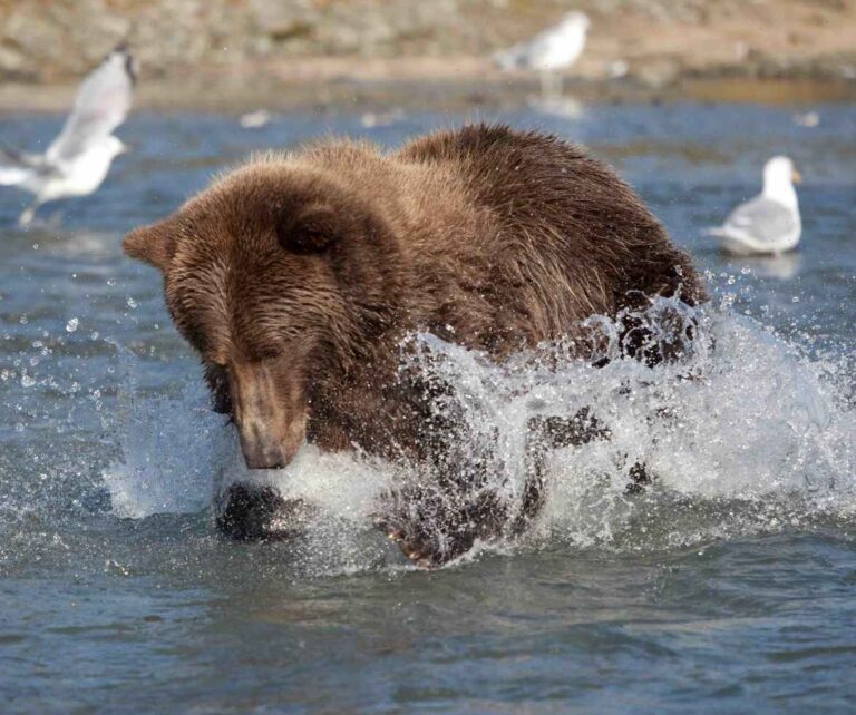 coastal grizzly fishing for salmon, Great Bear Rainforest