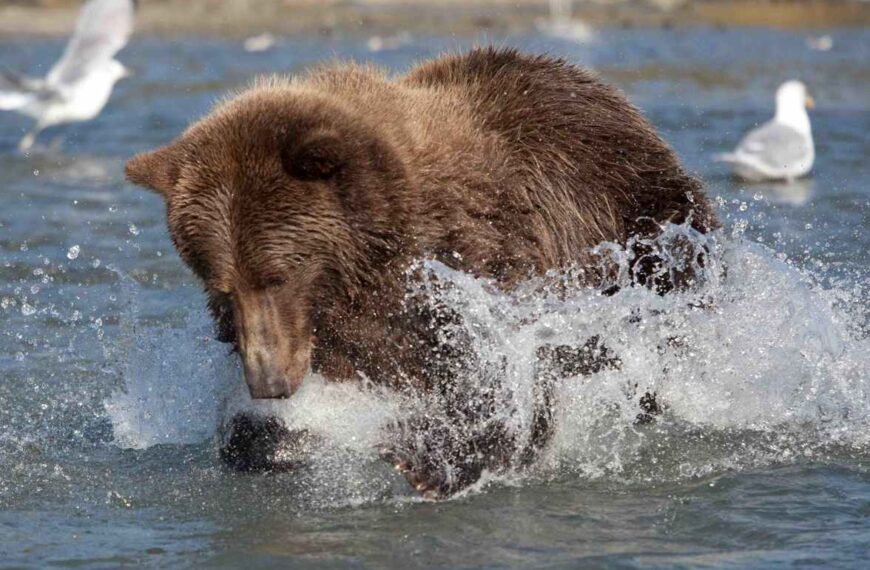 coastal grizzly fishing for salmon, Great Bear Rainforest