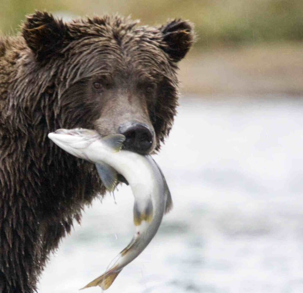 Close up of a grizzly with a salmon in its mouth