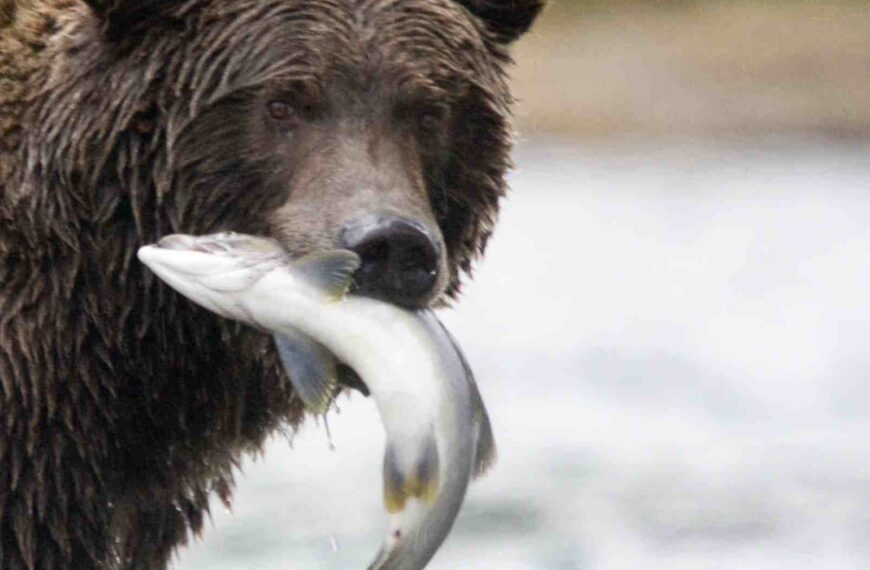 Close up of a grizzly with a salmon in its mouth