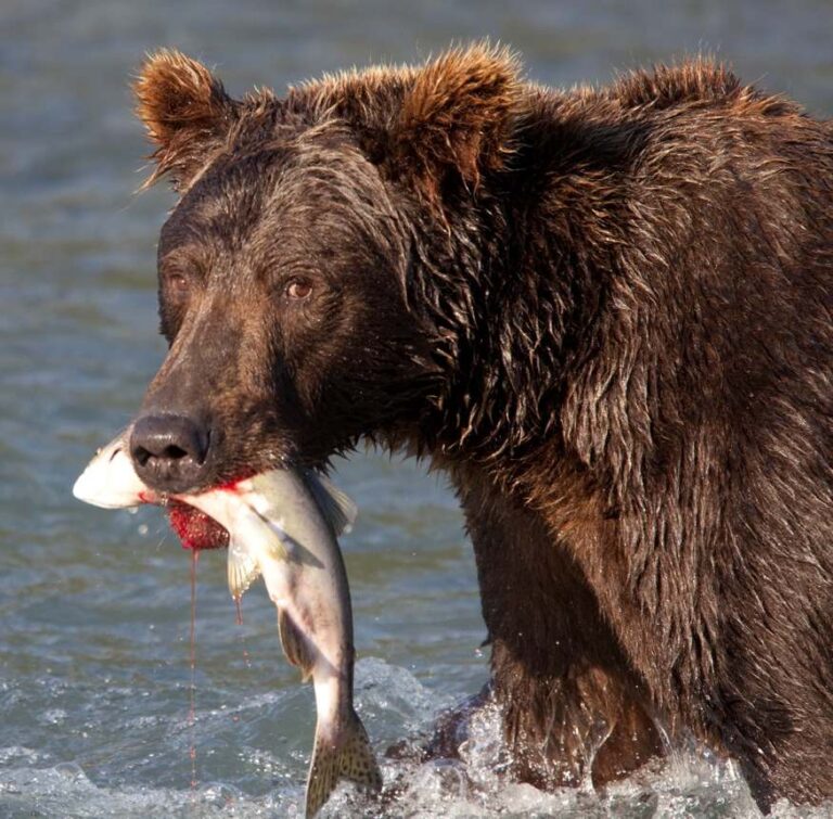 Grizzly wades through water with salmon in its mouth
