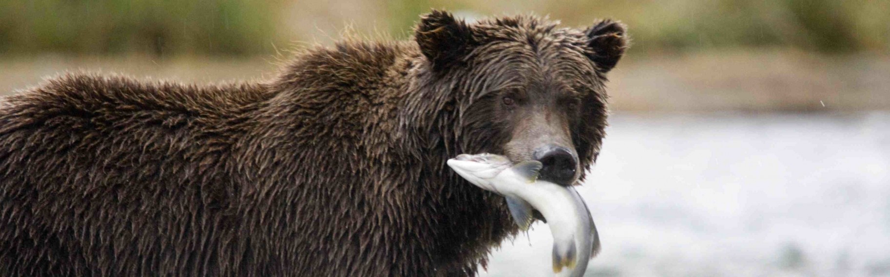 A brown bear with a fish in its mouth.