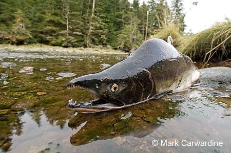 A large salmon is lying on the ground in a river.