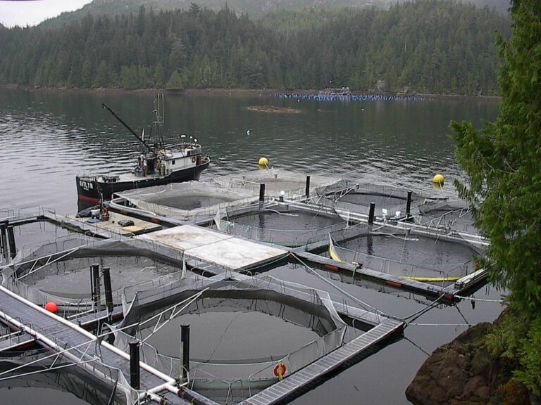 Fish farms on the BC coast threaten wild salmon.