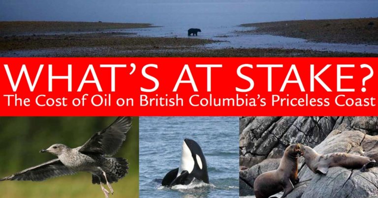 What's at Stake Report Cover