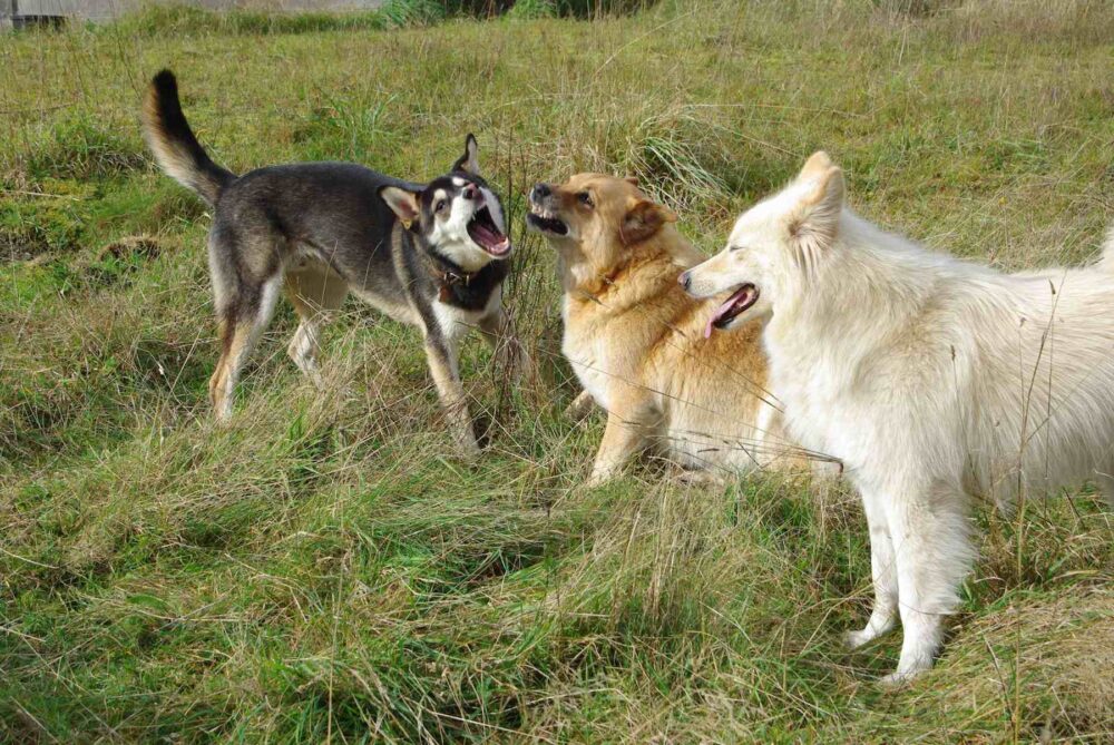 Three dogs playing and barking in a grassy field