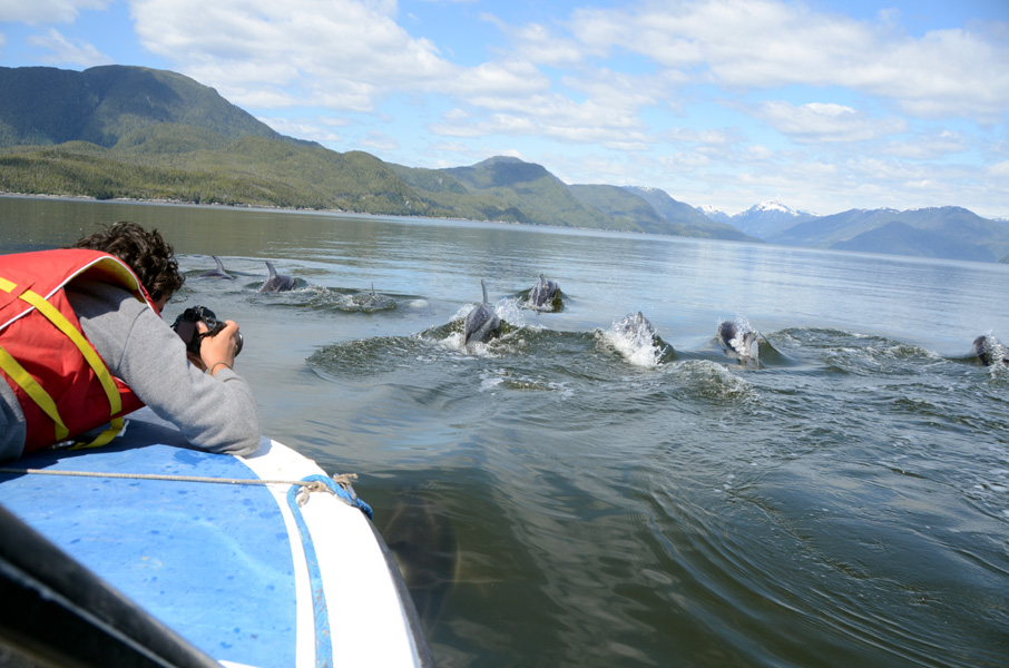 A man is taking a picture of a group of dolphins in the water.