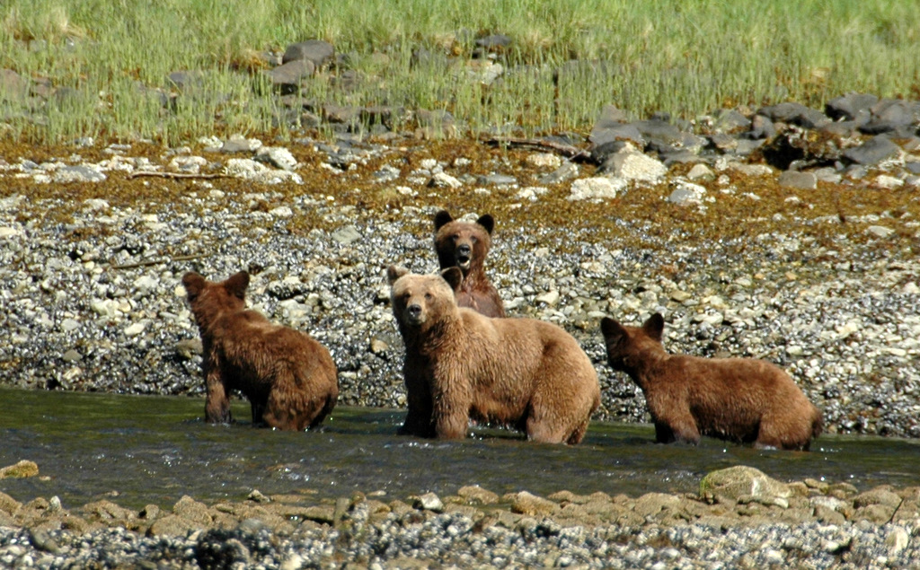 A grizzly family wading through the intertidal zone