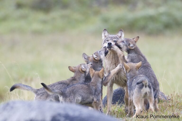 A group of wolves playing with each other.