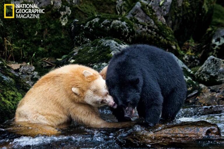 Two black bears playing in a river.