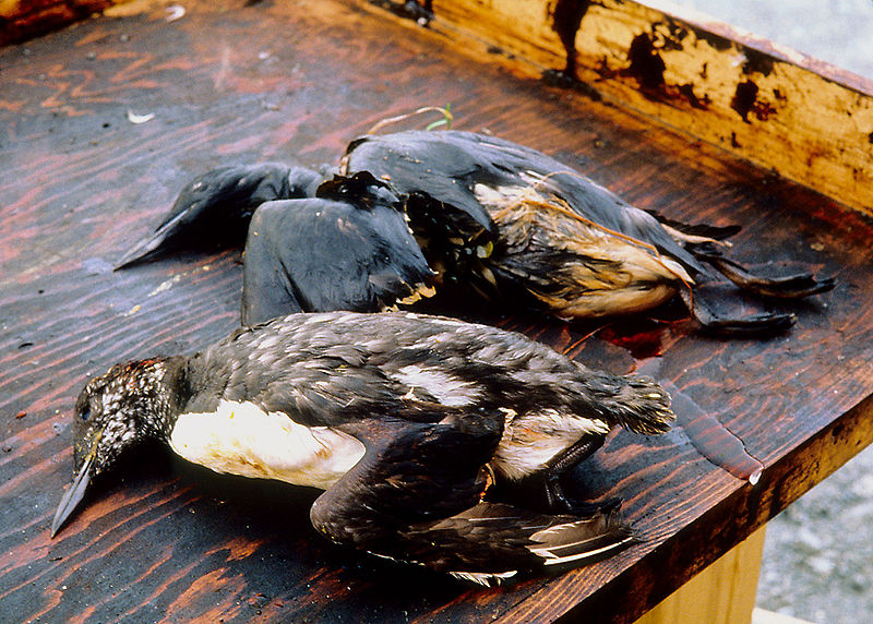 Two dead seabirds covered in oil lie on a dock