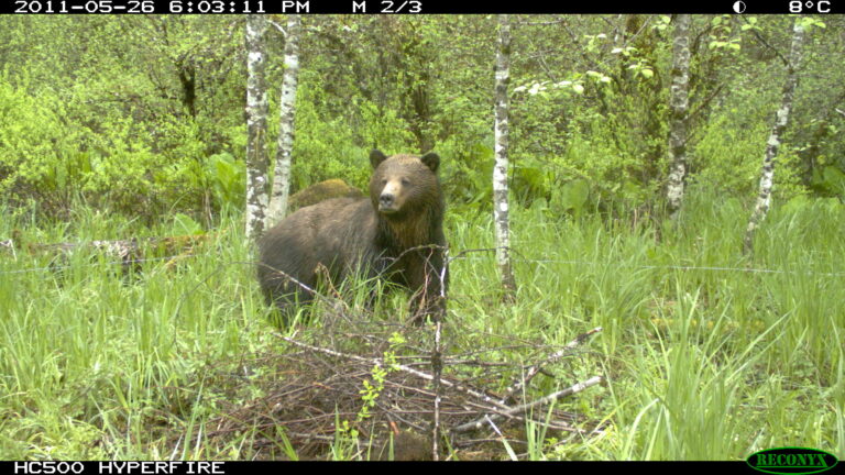 A bear in the woods.