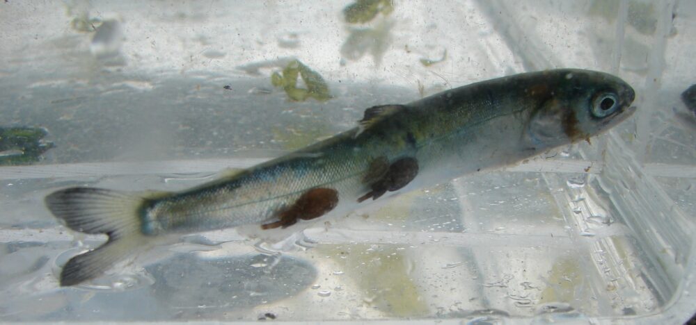 Photo of infected juvenile sockeye salmon infected with sea lice