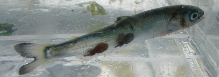 A small fish swimming in a glass container.