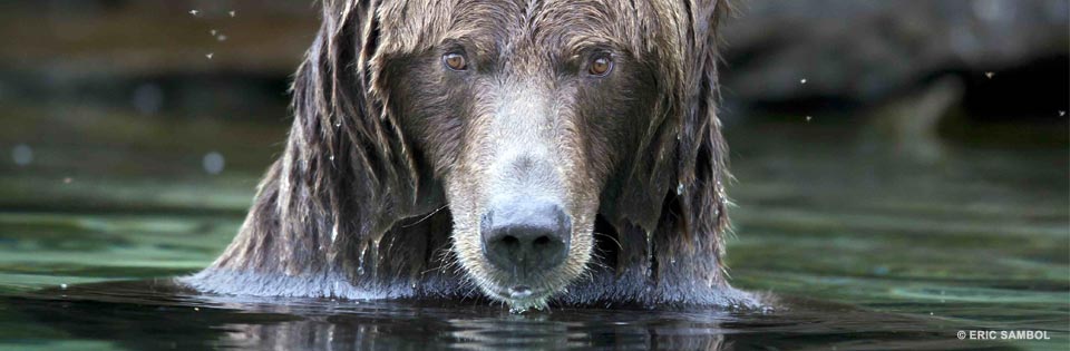 A brown bear is swimming in the water.