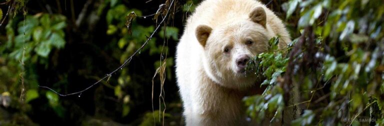 Join the campaign to end the trophy end