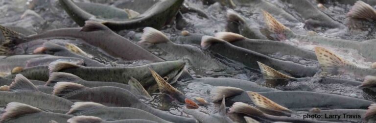 Pink salmon swimming upstream